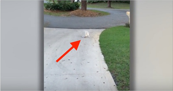 dog on driveway