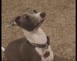 (Video) This Dog Does Something Hysterical for Treats and it’s Not What Anyone Would Expect…