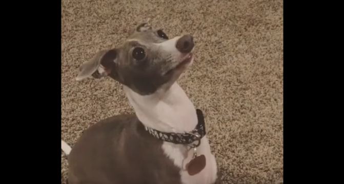 dog waiting for treats