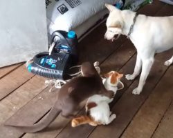 (Video) Cat, Dog and Otter Share Incredible Friendship, it’s Hard Not Shed Tears Over This Sweet Video!