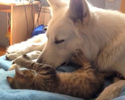 (Video) This Dog and Cat Are Besties. How They Play? Be Still My Heart!
