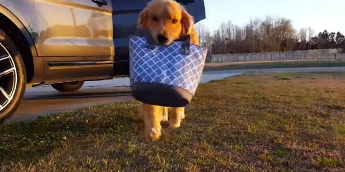 doggy carrying purse