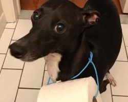 Dog Rescues His Owner Who Was Without Toilet Paper – LOL!