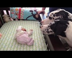 (Video) Parents Introduce Their Dogs to the New Baby and How They Respond is Rather Beautiful