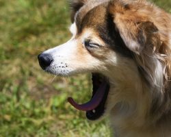 7 Surprising Ways a Doggy is Saying “I’m Stressed”