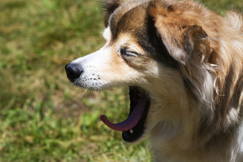 yawning stressed dog