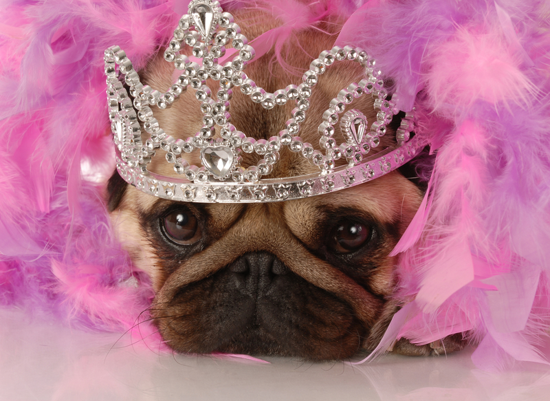 princess pug