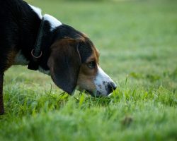 Why it’s Important to Allow Our Dogs to Sniff During Walks