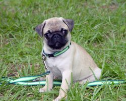 Some of the Most Frequently Asked Questions About Pugs