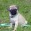 Some of the Most Frequently Asked Questions About Pugs