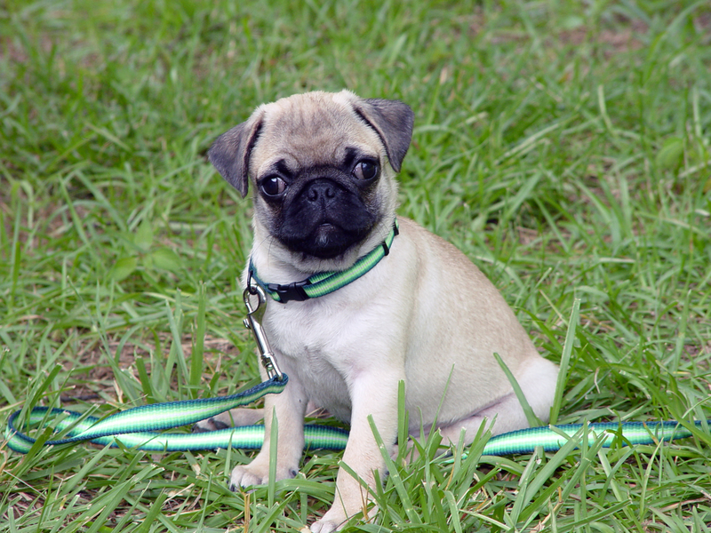 pug leash