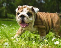 10 of the Most Expensive Purebred Dogs Are Truly Hard to Believe