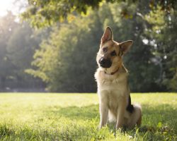 The Real Reason Why a Dog Tilts His Head to the Side is Surprising. Who Would Have Thought!