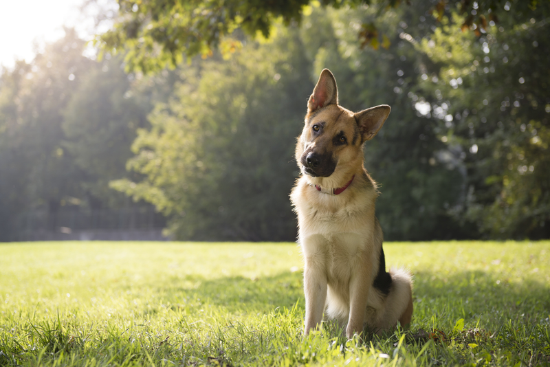 dog tilting his head