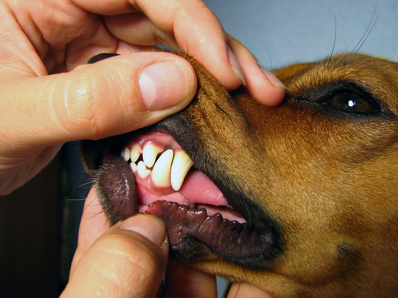 a dog's teeth