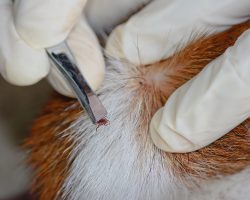 Lyme Disease: Should This be a Concern for Pet Parents?