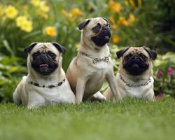 Why the British Veterinary Association is Suggesting We Stop Buying Pugs and Bulldogs: