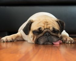 6 Common Pug Genetic Issues That Dog Parents Should Educate Themselves About