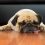 6 Common Pug Genetic Issues That Dog Parents Should Educate Themselves About