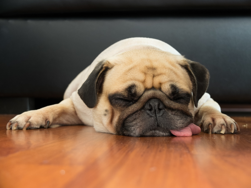 tired pug on floor