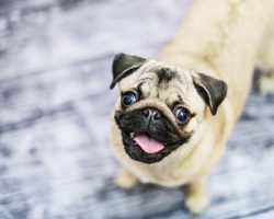 15 Revealing Reasons Why Pugs are Not the Friendly Doggies Everyone Thinks They Are