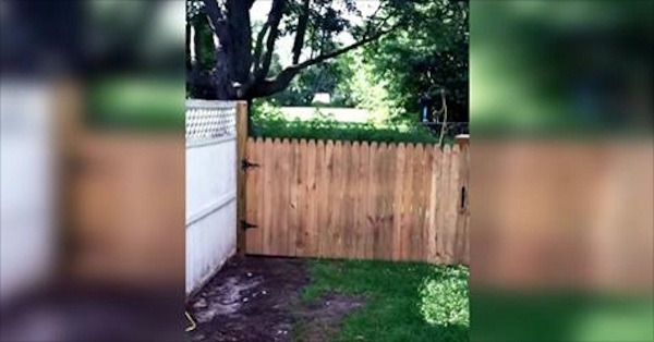 fence for dog
