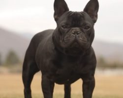(Video) 5 Things We Didn’t Know About French Bulldogs – A Few of These Are Shocking!