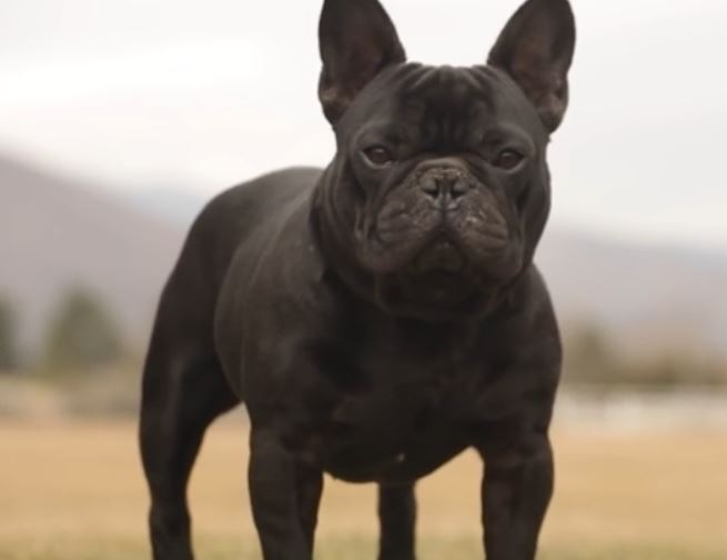 french bulldog black