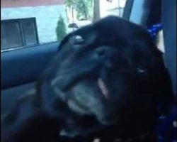 (Video) This Gangsta Pug Swinging to the Music is so Hilarious it Totally Makes My Day!