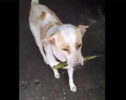 (Video) Stray Dog in Thailand Thanks the Woman Who Feeds Him by Bringing Her Gifts