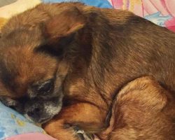 After 4 Long Years, a Sweet Brussels Griffon Finally Comes Home