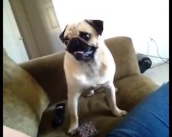 (Video) Mom Asks Pug if He’s Hungry. His Violent Response? ROFL!