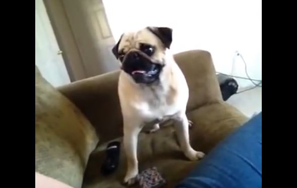 hungry pug