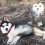 (Video) I Can’t Believe it But This Husky is Friends With a… Wild Owl?!