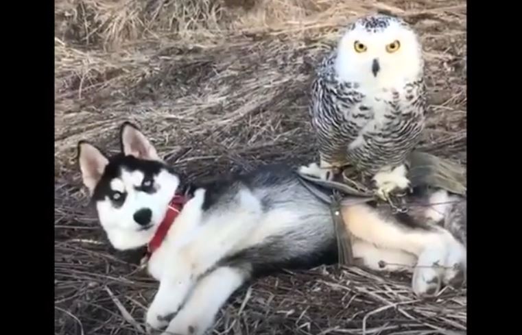 husky and owl