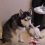 (Video) Naughty Husky is in Denial as to What He Just Did and We Can’t Help But Chuckle