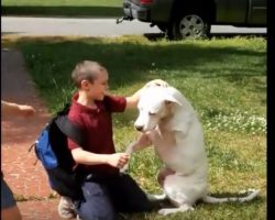 (Video) This Dog’s Favorite Time of Day is When His Humans Come Home From School…