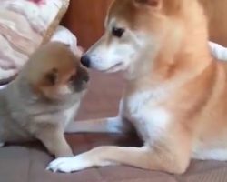 (Video) Mom Tells Her Pup to Settle Down and How She Shows Her Who’s Boss is Hilarious!