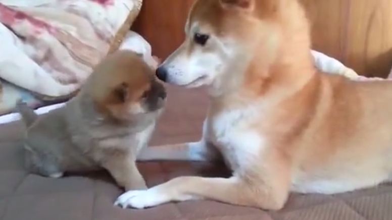 mom dog and pup