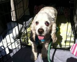 20-Year-Old Dog Was Abandoned at the Shelter for Being too Old