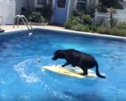 (Video) Smarty Pants Pooch Jumps Onto a Surfboard to Retrieve This Precious Item…