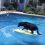 (Video) Smarty Pants Pooch Jumps Onto a Surfboard to Retrieve This Precious Item…