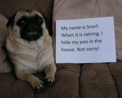 Pug Shaming Photos That Are Making Us Roll on the Floor Laughing – No, We’re Not Kidding!
