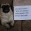 Pug Shaming Photos That Are Making Us Roll on the Floor Laughing – No, We’re Not Kidding!