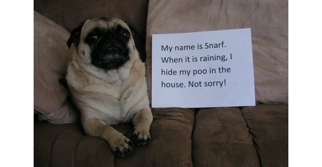 pug shaming