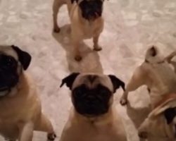 (Video) It’s Time for 5 Pugs to Go to Bed. Their Bedtime Ritual? Keep an Eye on Their Faces… LOL!