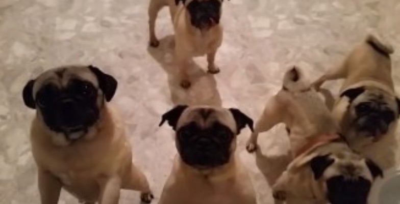 puggies