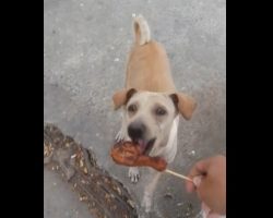 (Video) Mama Dog Begged for Food and Who She Delivered it to Had Me in Tears