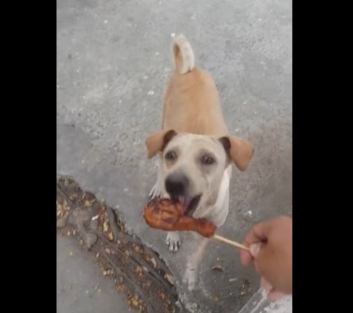 pup and food