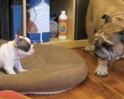 (Video) This Frenchie Puppy and English Bulldog Love Playing Together. OMG, it’s SO Adorable!